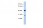 USE1 antibody - middle region